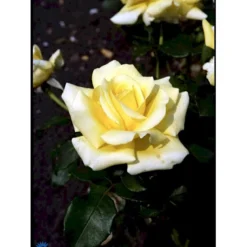 'Kaj Munk'™ Rosa X 'Kaj Munk'™ (storblomstrende) A-Kvalitet,- Barrods Roser Min. 3 Grene -Tilbud Lys Haven Butik fi4505 rosa kaj munk pouldunk n 89b9
