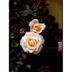 'Kalmar'™ Rosa X 'Kalmar'™ (Slotsrose) A-Kvalitet,- Barrods Roser Min. 3 Grene -Tilbud Lys Haven Butik fi4507 rosa kalmar poulkalm n 11fe