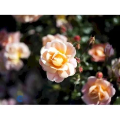 'Kalmar'™ Rosa X 'Kalmar'™ (Slotsrose) A-Kvalitet,- Barrods Roser Min. 3 Grene -Tilbud Lys Haven Butik fi4507 rosa kalmar poulkalm n 2ce9
