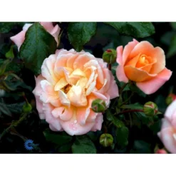 'Kalmar'™ Rosa X 'Kalmar'™ (Slotsrose) A-Kvalitet,- Barrods Roser Min. 3 Grene -Tilbud Lys Haven Butik fi4507 rosa kalmar poulkalm n b655