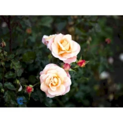 'Kalmar'™ Rosa X 'Kalmar'™ (Slotsrose) A-Kvalitet,- Barrods Roser Min. 3 Grene -Tilbud Lys Haven Butik fi4507 rosa kalmar poulkalm n dfed