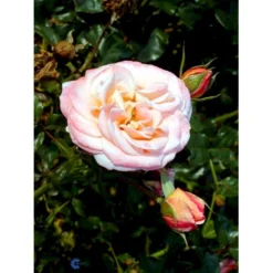 'Kalmar'™ Rosa X 'Kalmar'™ (Slotsrose) A-Kvalitet,- Barrods Roser Min. 3 Grene -Tilbud Lys Haven Butik fi4507 rosa kalmar poulkalm n f3c6