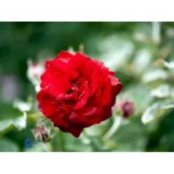 'Kronborg'™ Rosa X 'Kronborg'™ (Slotsrose) A-Kvalitet,- Barrods Roser Min. 3 Grene -Tilbud Lys Haven Butik fi4542 rosa kronborg poultry n 578d