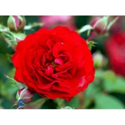 'Kronborg'™ Rosa X 'Kronborg'™ (Slotsrose) A-Kvalitet,- Barrods Roser Min. 3 Grene -Tilbud Lys Haven Butik fi4542 rosa kronborg poultry n cf14