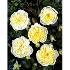 'Kronprinsesse Mary'™ Rosa X 'Kronprinsesse Mary'™ (Slotsrose) A-Kvalitet,- Barrods Roser Min. 3 Grene -Tilbud Lys Haven Butik fi4543 rosa kronprinsesse mary poulcas006 n 33d5