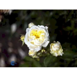 'Kronprinsesse Mary'™ Rosa X 'Kronprinsesse Mary'™ (Slotsrose) A-Kvalitet,- Barrods Roser Min. 3 Grene -Tilbud Lys Haven Butik fi4543 rosa kronprinsesse mary poulcas006 n 5741