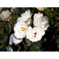 'La Paloma 85'® Rosa X 'La Paloma 85'® (Buketrose) A-Kvalitet,- Barrods Roser Min. 3 Grene -Tilbud Lys Haven Butik fi4551 rosa la paloma dd3e
