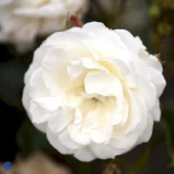 'La Paloma 85'® Rosa X 'La Paloma 85'® (Buketrose) A-Kvalitet,- Barrods Roser Min. 3 Grene -Tilbud Lys Haven Butik fi4551 rosa la paloma ff0b