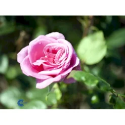 'Lady Like'® Rosa X 'Lady Like'® (Storblomstrende) A-Kvalitet,- Barrods Roser Min. 3 Grene -Tilbud Lys Haven Butik fi4560 rosa lady like d592
