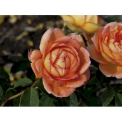 'Lady Of Shalott' Rosa X 'Lady Of Shalott' (Engelsk Rose) A-Kvalitet,- Barrods Roser Min. 3 Grene -Tilbud Lys Haven Butik fi4563 rosa lady of shalott ausnyson 4bd9