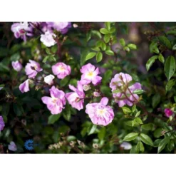 'Lavender Cover'® Rosa X 'Lavender Cover'® (Bunddækkerose) A-Kvalitet,- Barrods Roser Min. 3 Grene -Tilbud Lys Haven Butik fi4580 rosa lavender cover poulrust n 12a0