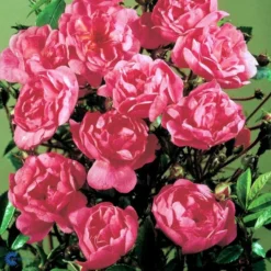 'Lavender Cover'® Rosa X 'Lavender Cover'® (Bunddækkerose) A-Kvalitet,- Barrods Roser Min. 3 Grene -Tilbud Lys Haven Butik fi4580 rosa lavender cover poulrust n f591