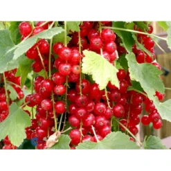 Ribs 'Jonkheer Van Tets' Ribes Rubrum 'Jonkheer Van Tets' Barrods,- 4-8 Grene -Tilbud Lys Haven Butik fi458 ribes rubrum jonkheer van tets c7d5