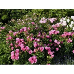 'Leonardo Da Vinci'® Rosa X 'Leonardo Da Vinci'® (Buketrose) A-Kvalitet,- Barrods Roser Min. 3 Grene -Tilbud Lys Haven Butik fi4592 rosa leonardo da vinci 06be