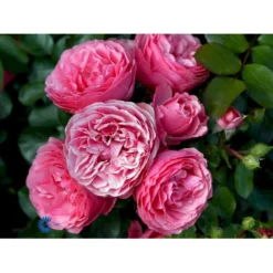 'Leonardo Da Vinci'® Rosa X 'Leonardo Da Vinci'® (Buketrose) A-Kvalitet,- Barrods Roser Min. 3 Grene -Tilbud Lys Haven Butik fi4592 rosa leonardo da vinci 1e96