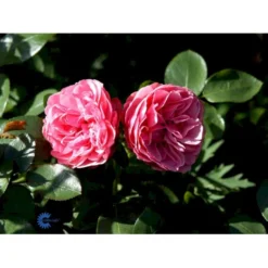 'Leonardo Da Vinci'® Rosa X 'Leonardo Da Vinci'® (Buketrose) A-Kvalitet,- Barrods Roser Min. 3 Grene -Tilbud Lys Haven Butik fi4592 rosa leonardo da vinci 55ba