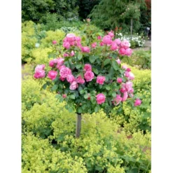 'Leonardo Da Vinci'® Rosa X 'Leonardo Da Vinci'® (Buketrose) A-Kvalitet,- Barrods Roser Min. 3 Grene -Tilbud Lys Haven Butik fi4592 rosa leonardo da vinci 6510