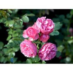 'Leonardo Da Vinci'® Rosa X 'Leonardo Da Vinci'® (Buketrose) A-Kvalitet,- Barrods Roser Min. 3 Grene -Tilbud Lys Haven Butik fi4592 rosa leonardo da vinci e0f1