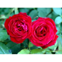 'Leonora Christine'® Rosa X 'Leonora Christine'® (Storblomstrende) A-Kvalitet,- Barrods Roser Min. 3 Grene -Tilbud Lys Haven Butik fi4593 rosa leonora christine 33d1