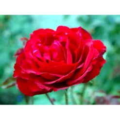 'Leonora Christine'® Rosa X 'Leonora Christine'® (Storblomstrende) A-Kvalitet,- Barrods Roser Min. 3 Grene -Tilbud Lys Haven Butik fi4593 rosa leonora christine 3f58