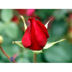 'Leonora Christine'® Rosa X 'Leonora Christine'® (Storblomstrende) A-Kvalitet,- Barrods Roser Min. 3 Grene -Tilbud Lys Haven Butik fi4593 rosa leonora christine c19d