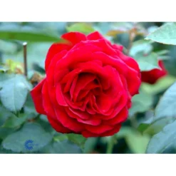 'Leonora Christine'® Rosa X 'Leonora Christine'® (Storblomstrende) A-Kvalitet,- Barrods Roser Min. 3 Grene -Tilbud Lys Haven Butik fi4593 rosa leonora christine e653