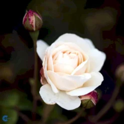 'Lichfield Angel'™ Rosa X 'Lichfield Angel'™ (Engelsk Rose) A-Kvalitet,- Barrods Roser Min. 3 Grene -Tilbud Lys Haven Butik fi4596 rosa lichfield angel ausrelate 9ea0