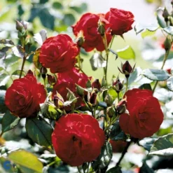 'Lichterloh'® Rosa X 'Lichterloh'® (Buketrose) A-Kvalitet,- Barrods Roser Min. 3 Grene -Tilbud Lys Haven Butik fi4597 rosa lichterloh cc89