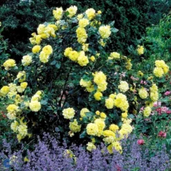 'Lichtkönigin Lucia'® Rosa X 'Lichtkönigin Lucia'® (Buketrose) A-Kvalitet,- Barrods Roser Min. 3 Grene -Tilbud Lys Haven Butik fi4598 rosa lichtkoenigin lucia 098d