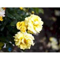 'Lichtkönigin Lucia'® Rosa X 'Lichtkönigin Lucia'® (Buketrose) A-Kvalitet,- Barrods Roser Min. 3 Grene -Tilbud Lys Haven Butik fi4598 rosa lichtkoenigin lucia 25a2