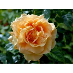 'Lichtkönigin Lucia'® Rosa X 'Lichtkönigin Lucia'® (Buketrose) A-Kvalitet,- Barrods Roser Min. 3 Grene -Tilbud Lys Haven Butik fi4598 rosa lichtkoenigin lucia 9b5c