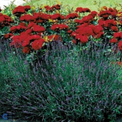 'Lilli Marleen'® Rosa X 'Lilli Marleen'® (Buketrose) A-Kvalitet,- Barrods Roser Min. 3 Grene -Tilbud Lys Haven Butik fi4604 rosa lilli marleen 5a09