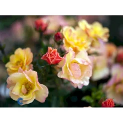 'Linnaeus'™ Rosa X 'Linnaeus'™ (Bunddækkerose) A-Kvalitet,- Barrods Roser Min. 3 Grene -Tilbud Lys Haven Butik fi4608 rosa linnaeus tm poulcot010 n 4a82