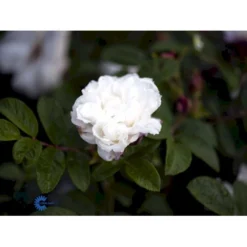 Rynket Rose 'Louise Bugnet' Rosa Rugosa 'Louise Bugnet' A-Kvalitet,- Barrods Roser Min. 3 Grene -Tilbud Lys Haven Butik fi4617 rosa louise bugnet 389a