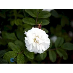Rynket Rose 'Louise Bugnet' Rosa Rugosa 'Louise Bugnet' A-Kvalitet,- Barrods Roser Min. 3 Grene -Tilbud Lys Haven Butik fi4617 rosa louise bugnet d492