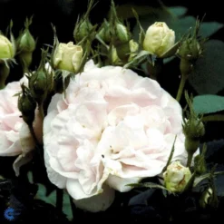 'Maidens Blush' Rosa Alba 'Maidens Blush' (Albarose) A-Kvalitet,- Barrods Roser Min. 3 Grene -Tilbud Lys Haven Butik fi4641 rosa maiden s blush 06f2