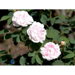 'Maidens Blush' Rosa Alba 'Maidens Blush' (Albarose) A-Kvalitet,- Barrods Roser Min. 3 Grene -Tilbud Lys Haven Butik fi4641 rosa maiden s blush 7170