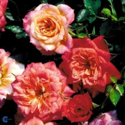 'Mandarin'® Rosa X 'Mandarin'® (Miniaturerose) A-Kvalitet,- Barrods Roser Min. 3 Grene -Tilbud Lys Haven Butik fi4653 rosa mandarin 215b