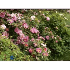 'Marguerite Hilling' Rosa Moyesii 'Marguerite Hilling' (Mandarinrose) A-Kvalitet,- Barrods Roser Min. 3 Grene -Tilbud Lys Haven Butik fi4659 rosa marguerite hilling 369f