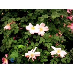 'Marguerite Hilling' Rosa Moyesii 'Marguerite Hilling' (Mandarinrose) A-Kvalitet,- Barrods Roser Min. 3 Grene -Tilbud Lys Haven Butik fi4659 rosa marguerite hilling 6964