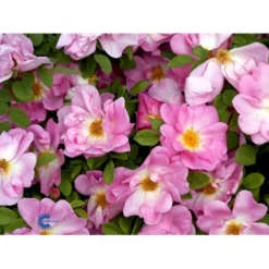 'Marguerite Hilling' Rosa Moyesii 'Marguerite Hilling' (Mandarinrose) A-Kvalitet,- Barrods Roser Min. 3 Grene -Tilbud Lys Haven Butik fi4659 rosa marguerite hilling a342