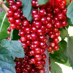 Ribs 'Rovada' Ribes Rubrum 'Rovada' Potte 2,0 Liter,- Opbundet -Tilbud Lys Haven Butik fi465 ribes rubrum rovada fac2