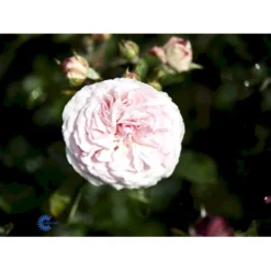'Mariatheresia'® Rosa X 'Mariatheresia'® (Buketrose) A-Kvalitet,- Barrods Roser Min. 3 Grene -Tilbud Lys Haven Butik fi4664 rosa mariatheresia c604