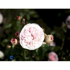 'Mariatheresia'® Rosa X 'Mariatheresia'® (Buketrose) A-Kvalitet,- Barrods Roser Min. 3 Grene -Tilbud Lys Haven Butik fi4664 rosa mariatheresia d7ee