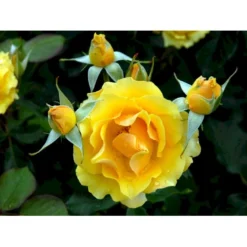 'Marselisborg'™ Rosa X 'Marselisborg'™ (Slotsrose) A-Kvalitet,- Barrods Roser Min. 3 Grene -Tilbud Lys Haven Butik fi4669 rosa marselisborg poulreb n 0c26