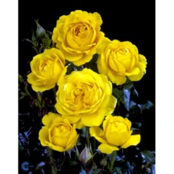 'Marselisborg'™ Rosa X 'Marselisborg'™ (Slotsrose) A-Kvalitet,- Barrods Roser Min. 3 Grene -Tilbud Lys Haven Butik fi4669 rosa marselisborg poulreb n 33b5