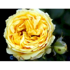 'Marselisborg'™ Rosa X 'Marselisborg'™ (Slotsrose) A-Kvalitet,- Barrods Roser Min. 3 Grene -Tilbud Lys Haven Butik fi4669 rosa marselisborg poulreb n 6a46
