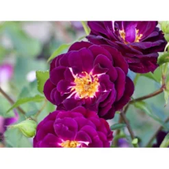 'Midnight Blue' Rosa X 'Midnight Blue' A-Kvalitet,- Barrods Roser Min. 3 Grene -Tilbud Lys Haven Butik fi4695 rosa midnight blue 0053