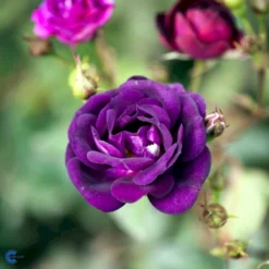 'Midnight Blue' Rosa X 'Midnight Blue' A-Kvalitet,- Barrods Roser Min. 3 Grene -Tilbud Lys Haven Butik fi4695 rosa midnight blue 0f24