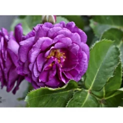 'Minerva' Rosa X 'Minerva' (Buketrose) A-Kvalitet,- Barrods Roser Min. 3 Grene -Tilbud Lys Haven Butik fi4697 rosa minerva r 2853